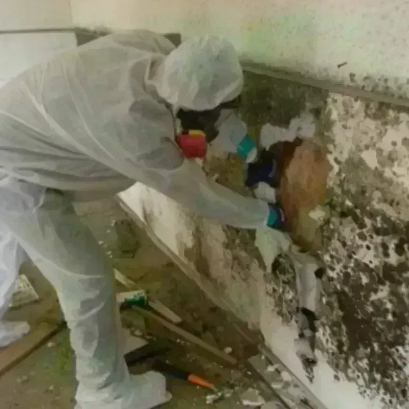 Mold Remediation and Removal in Brown County, WI